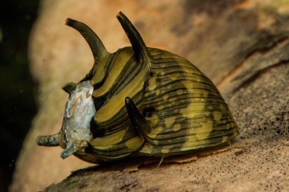 Clithon corona 'sun snail' - Koidream Valburg, Vis, Zoetwatervis
