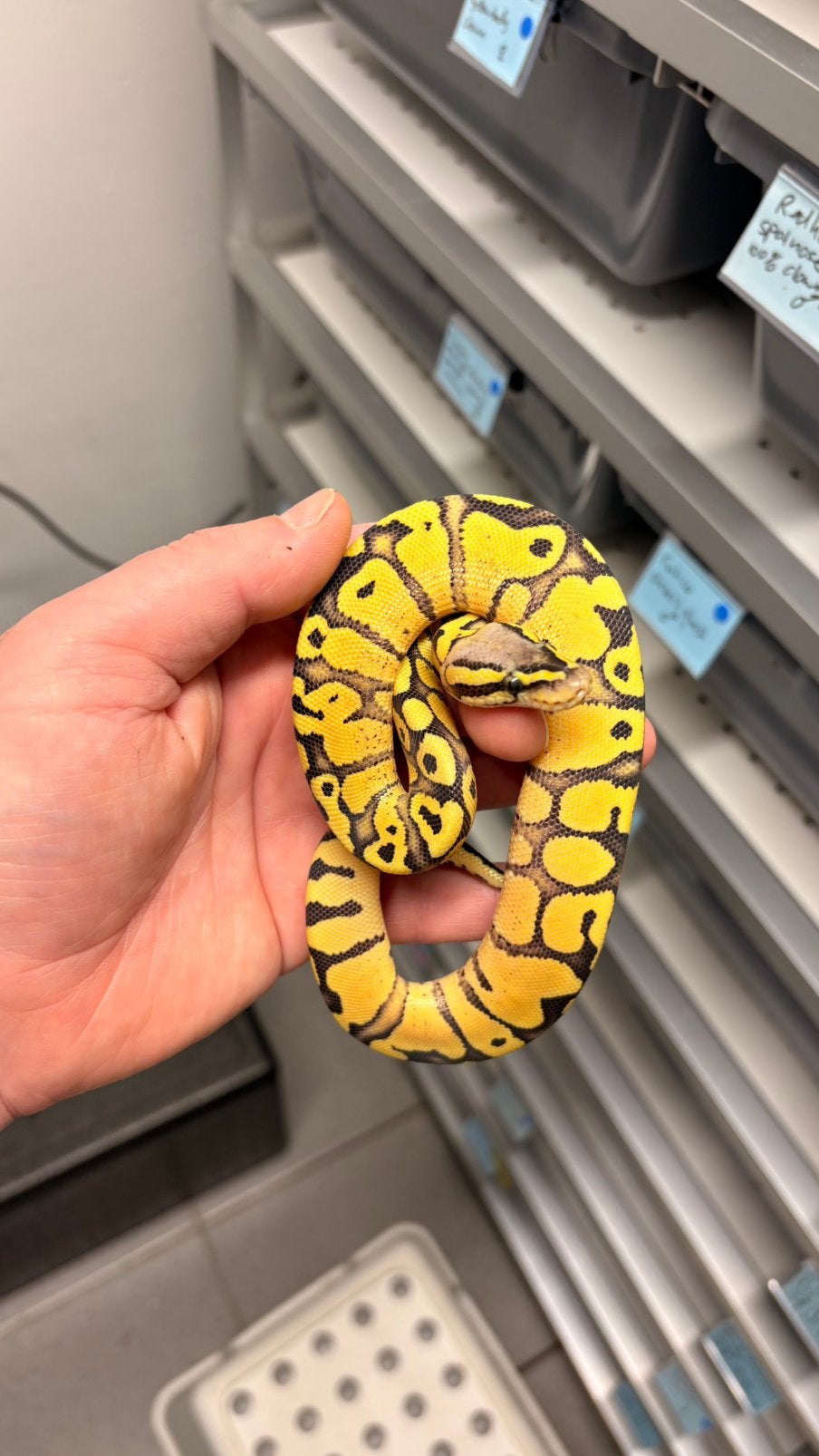 Red stripe pastel desert ghost ball python Ball Python photo 2