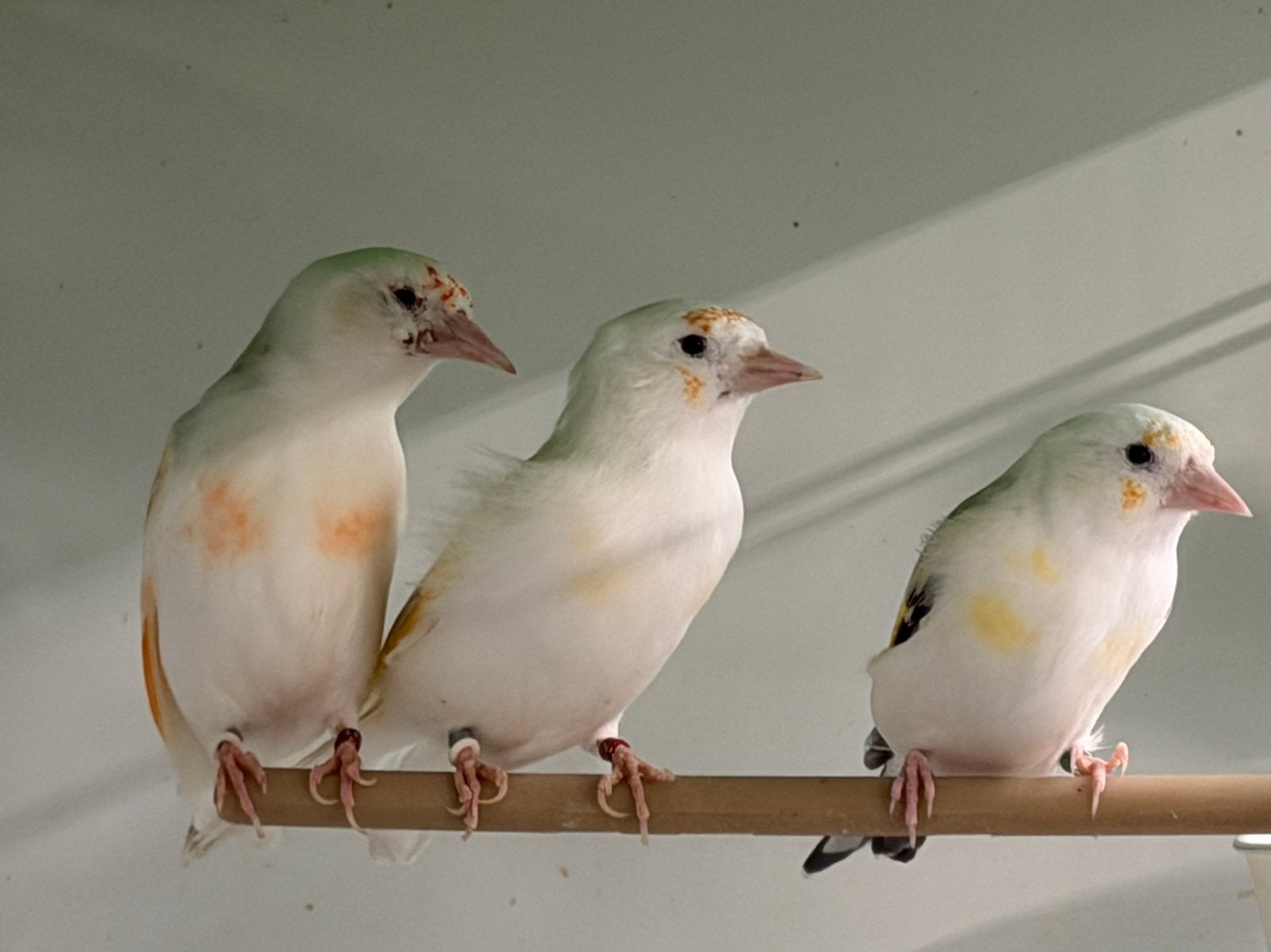 Major putters kweek koppels, Dieren en Toebehoren, Meerdere dieren, Wildzangvogel, Geringd