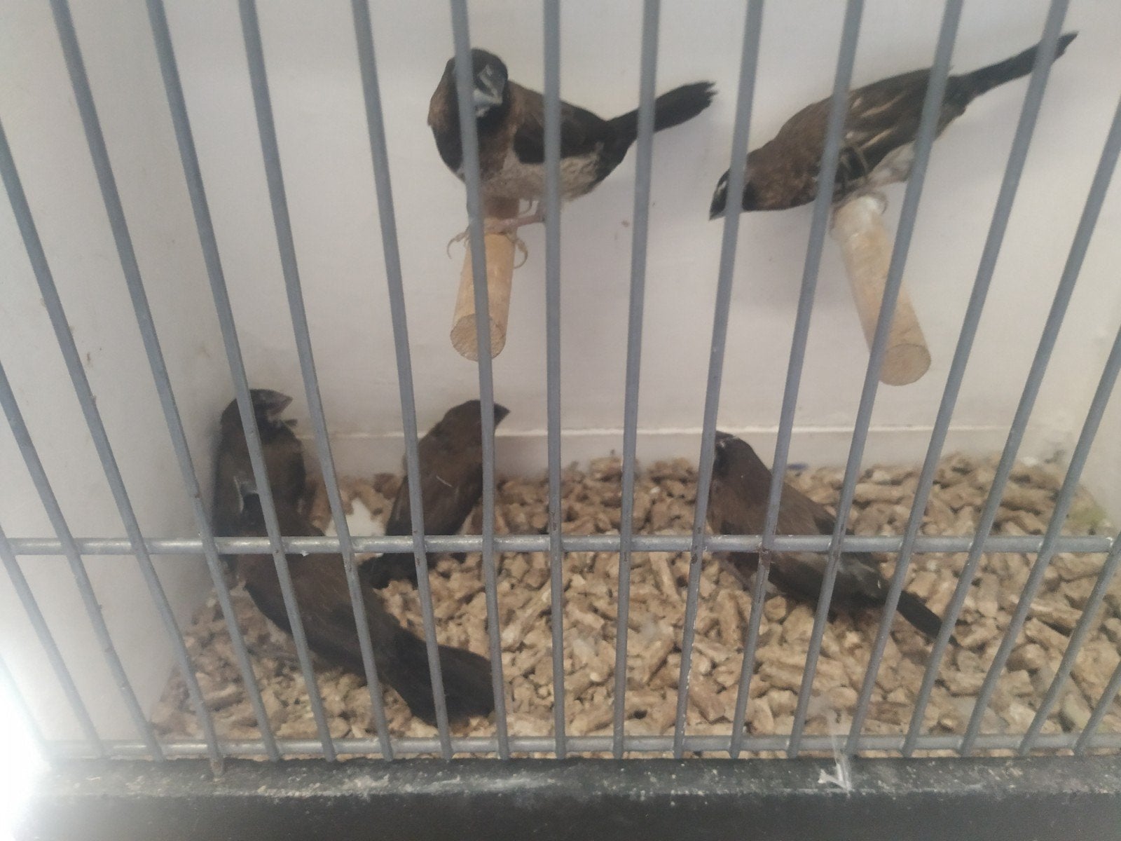 Japanese meeuwtjes en zebra vinken, Meerdere dieren