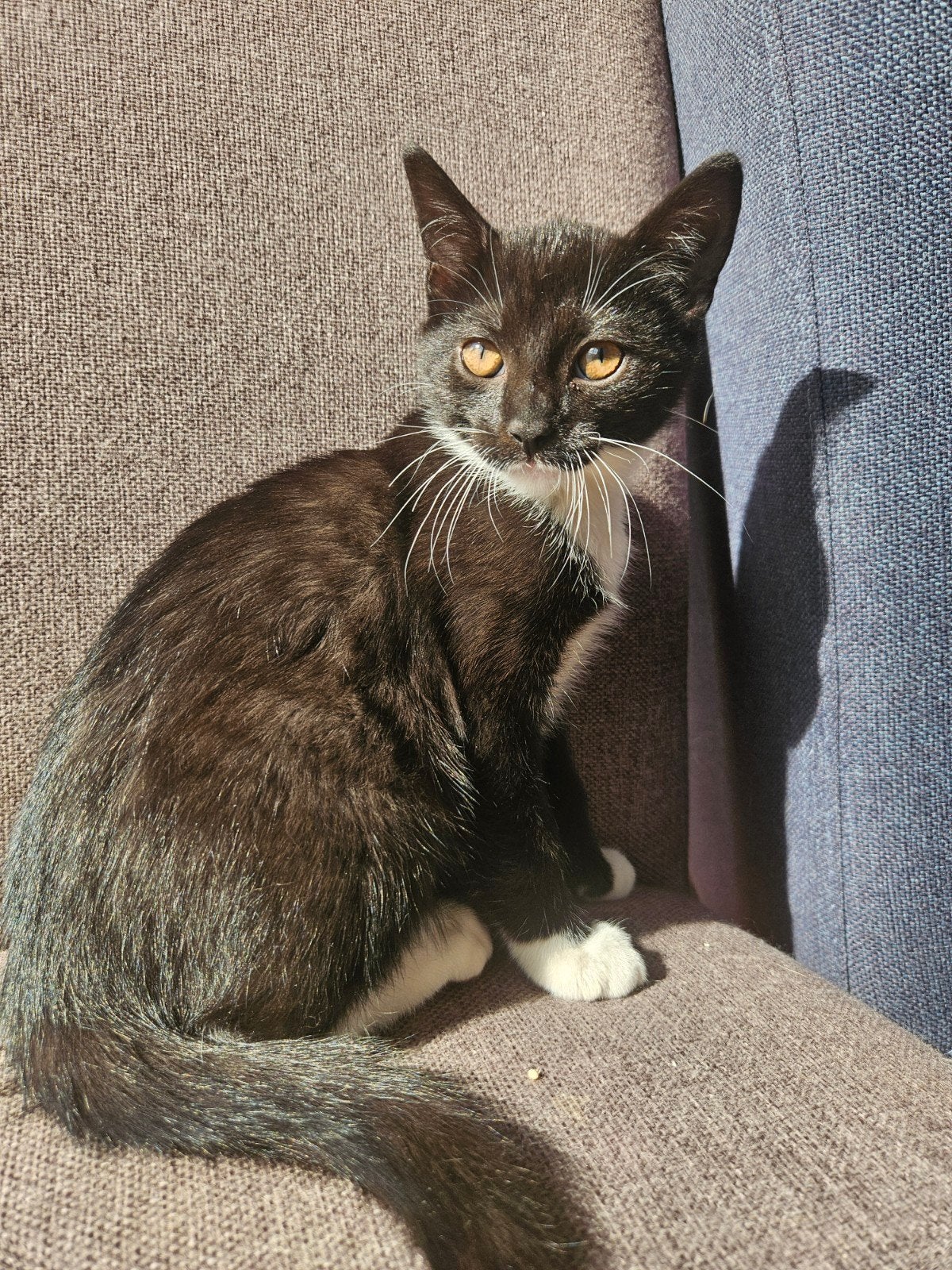 Lief zwart-wit kitten zoekt haar gouden mandje!, Dieren en Toebehoren, Poes, Gechipt, 0 tot 2 jaar