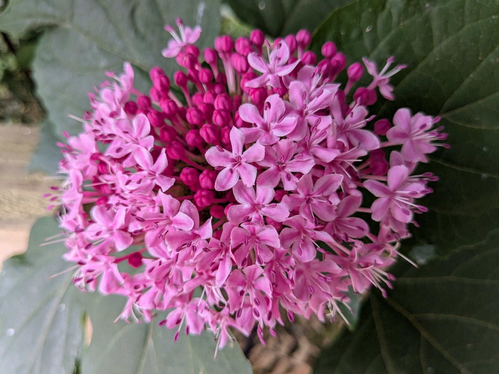 Pindakaas boompjes Clerodendrum Bungei geurende bloemen, Ophalen, Overige soorten, Volle zon