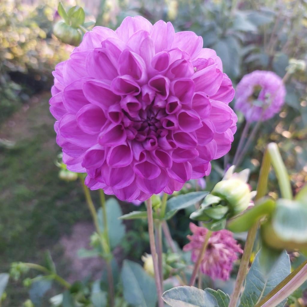 Dahlia paars/Lila, Ophalen, Volle zon, Knol