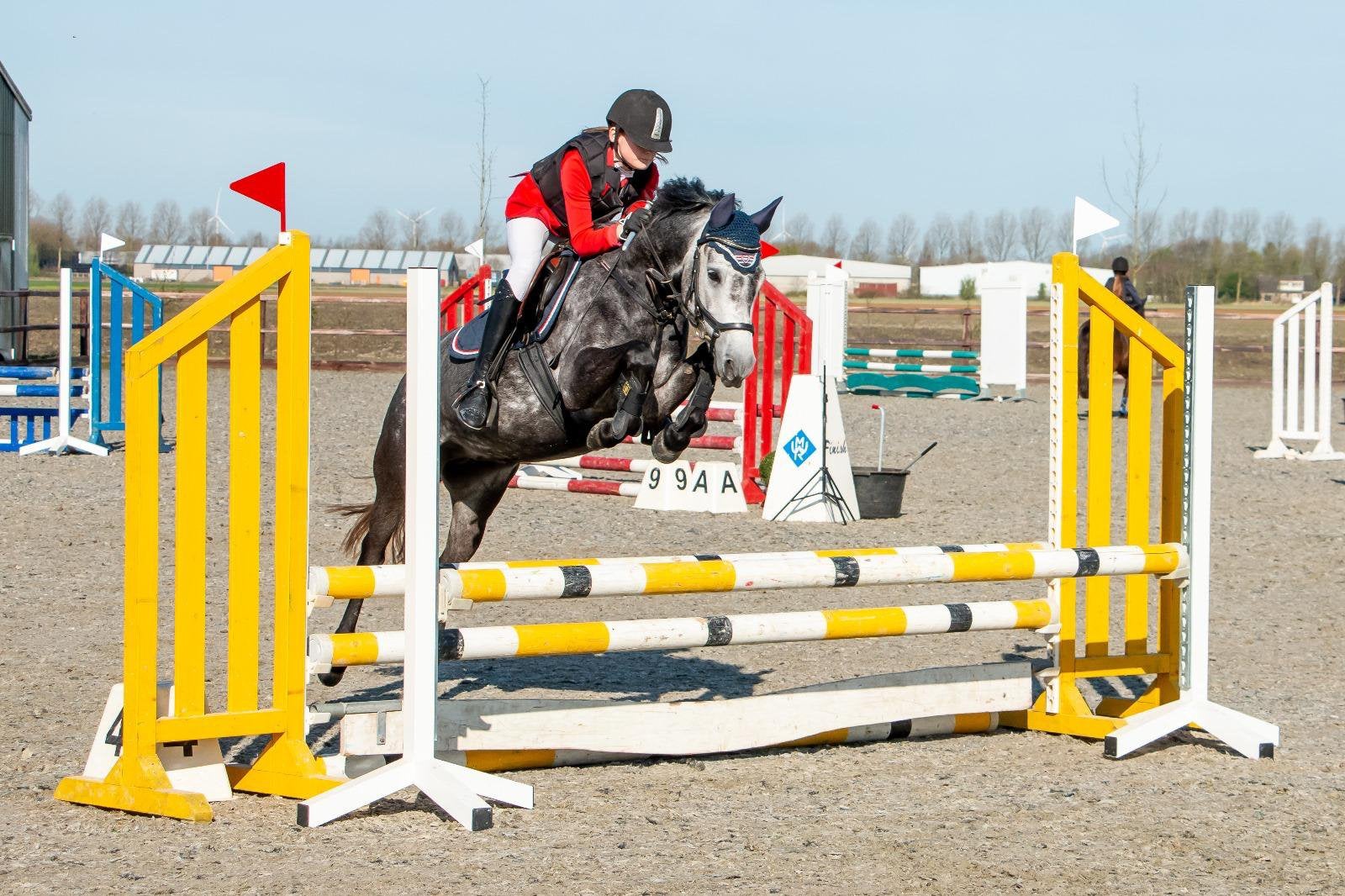 7 jarige New Forest stermerrie D pony, Dieren en Toebehoren, Pony's, Merrie, Met stamboom, Springpony, L