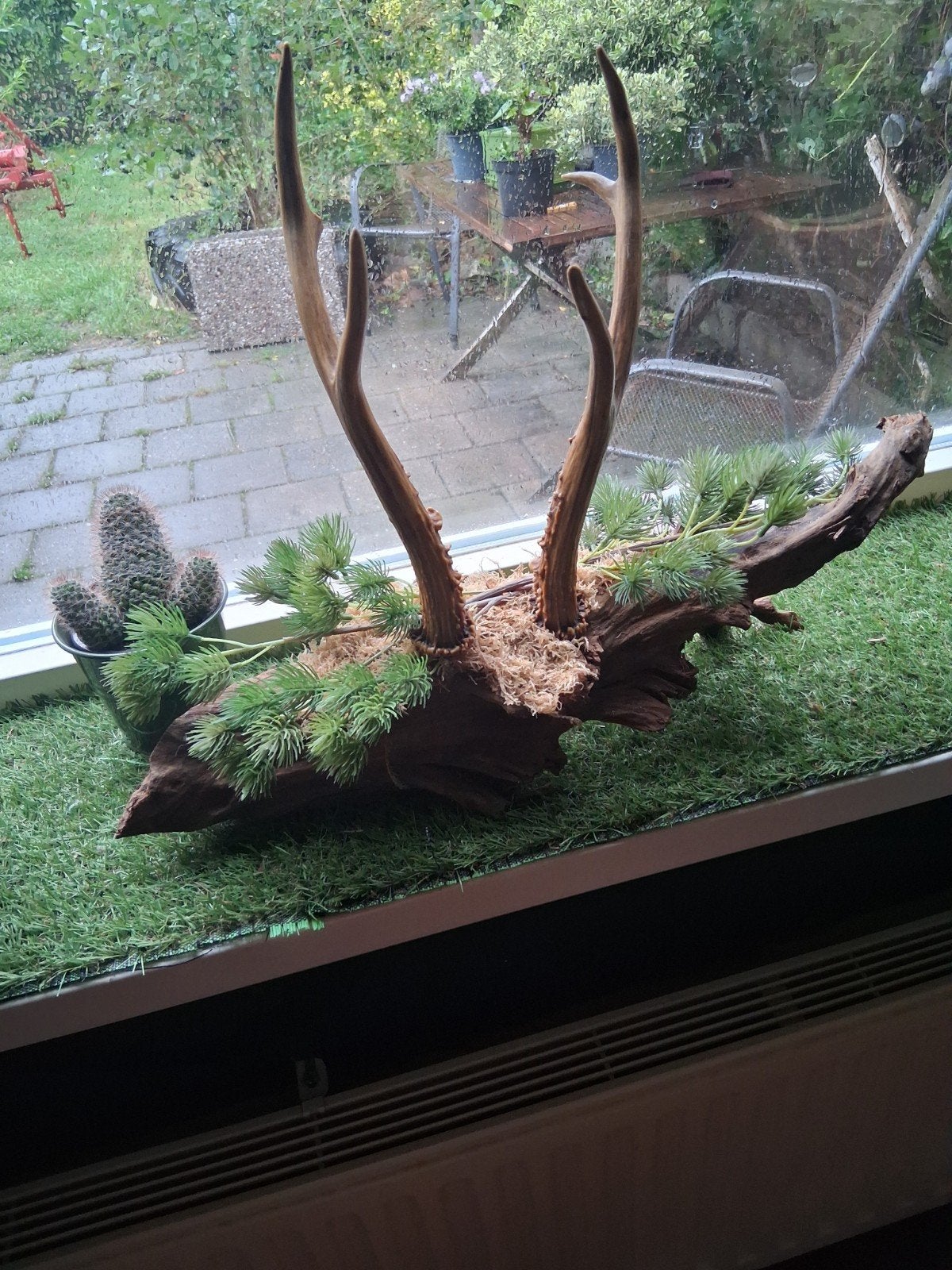 Siberische ree gewei op hout stronk., Ophalen of Verzenden, Hert, Gewei of Kop