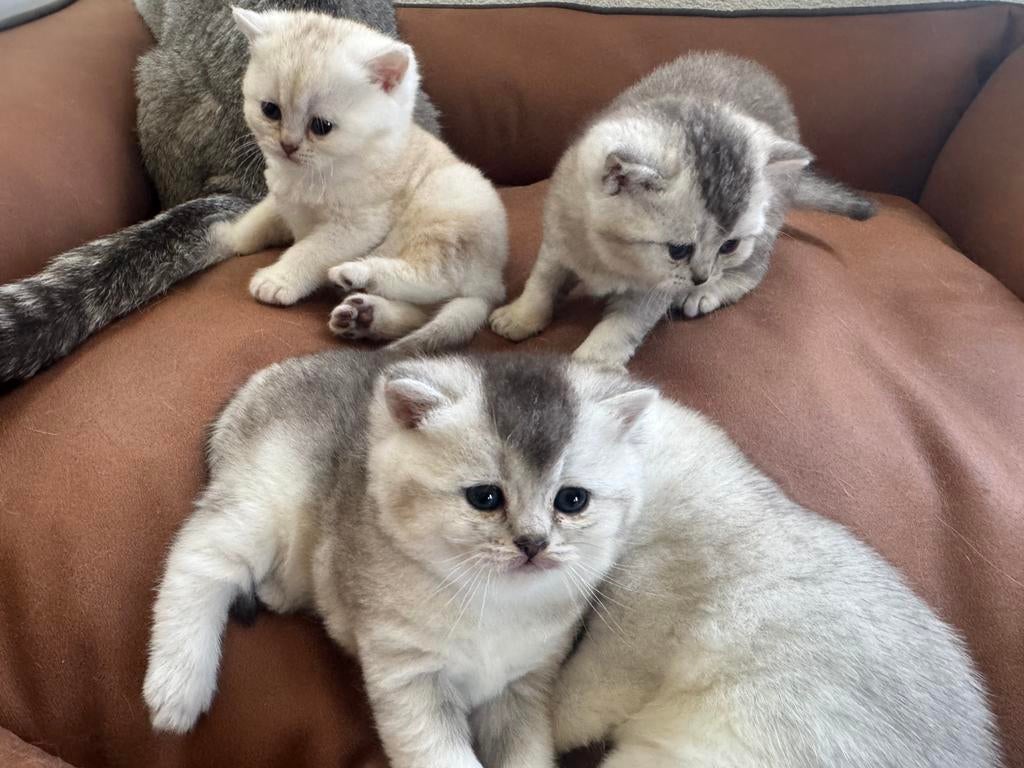 Te koop raszuivere britse korthaar kittens, Meerdere dieren, Gechipt, 0 tot 2 jaar