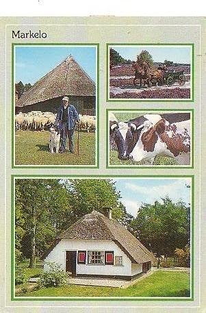 Ansichtkaart 	Markelo	4-luik	Paarden, Verzenden, 1980 tot heden, Gelopen, Overijssel