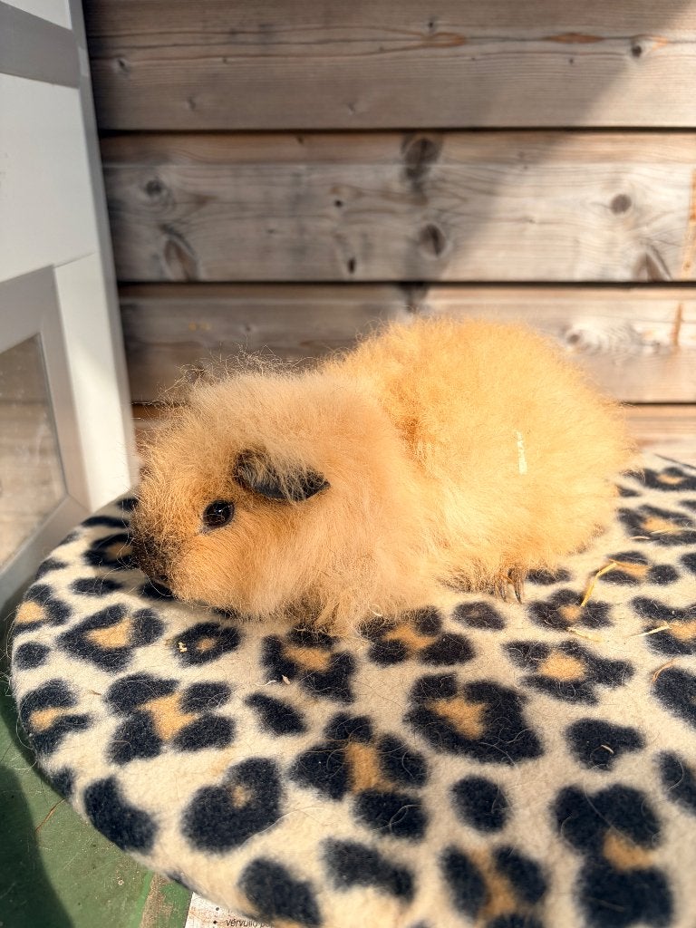 Ch teddy beertje california, Dieren en Toebehoren, Cavia, Augustus, Mannelijk, Tam