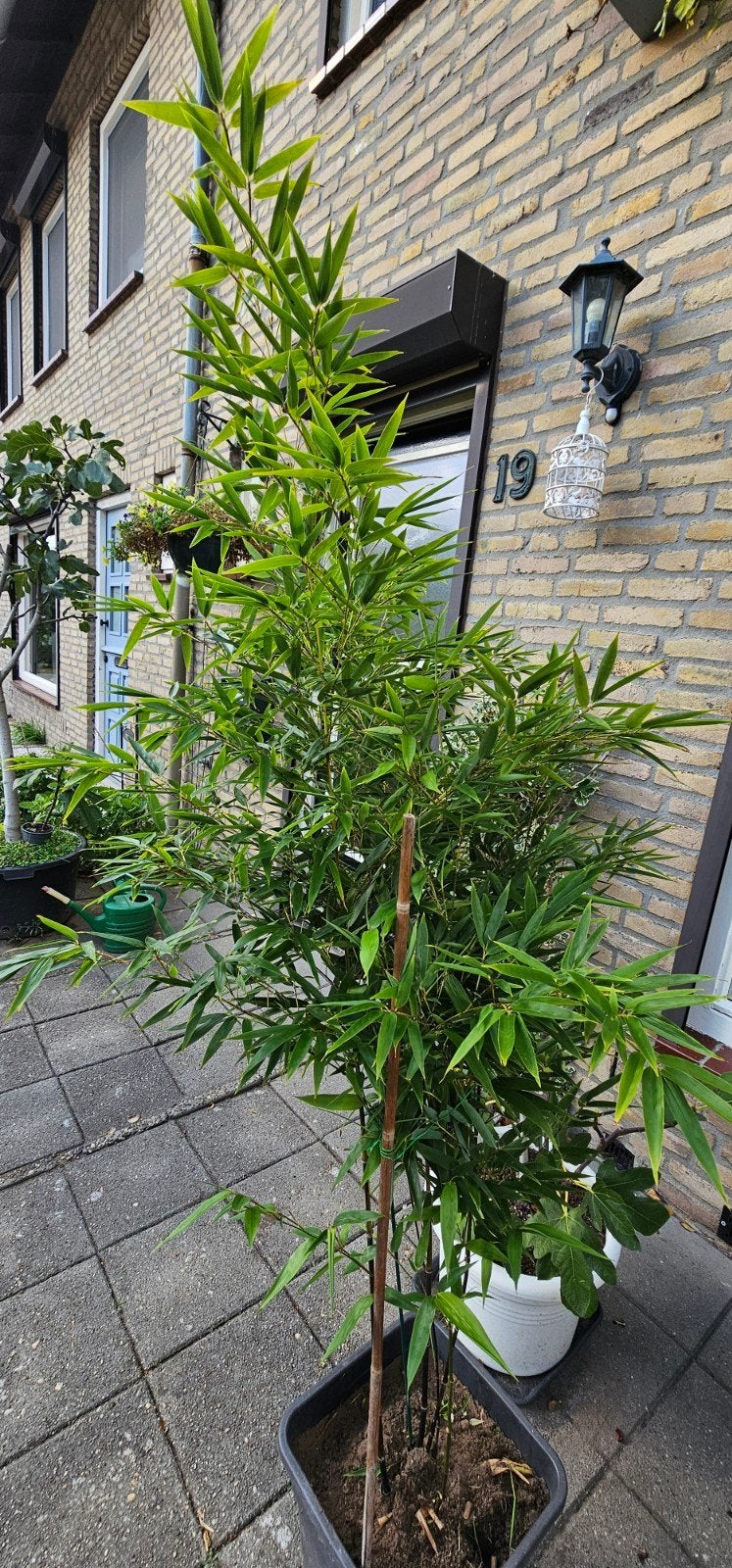 Zwart Bamboe Plant in Pot - Ideaal voor Tuin of Terras, Tuin en Terras, Volle zon, Vaste plant, Bloeit niet, Ophalen