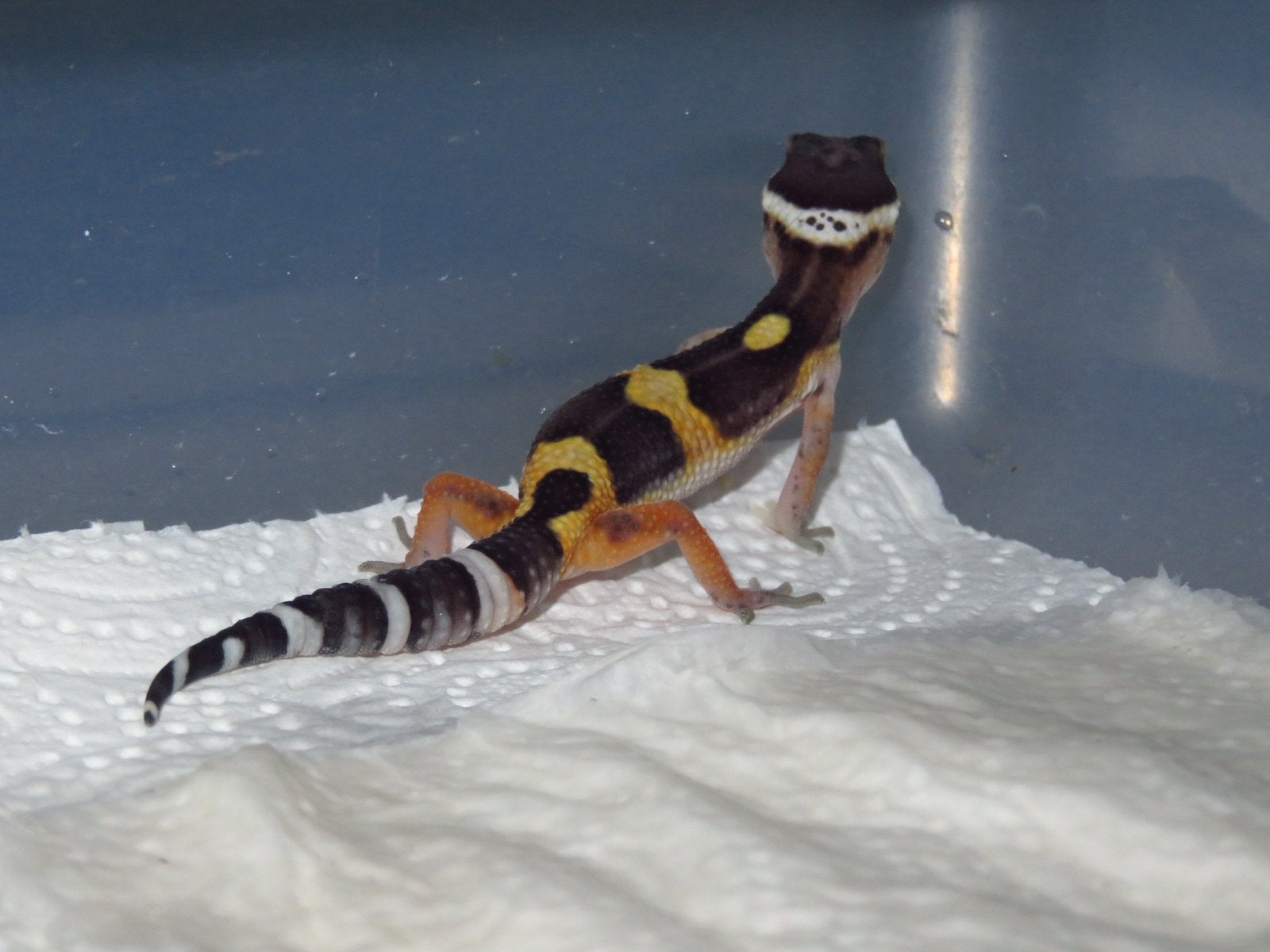 Black night x tangerine luipaardgekko vrouw, Hagedis, 0 tot 2 jaar