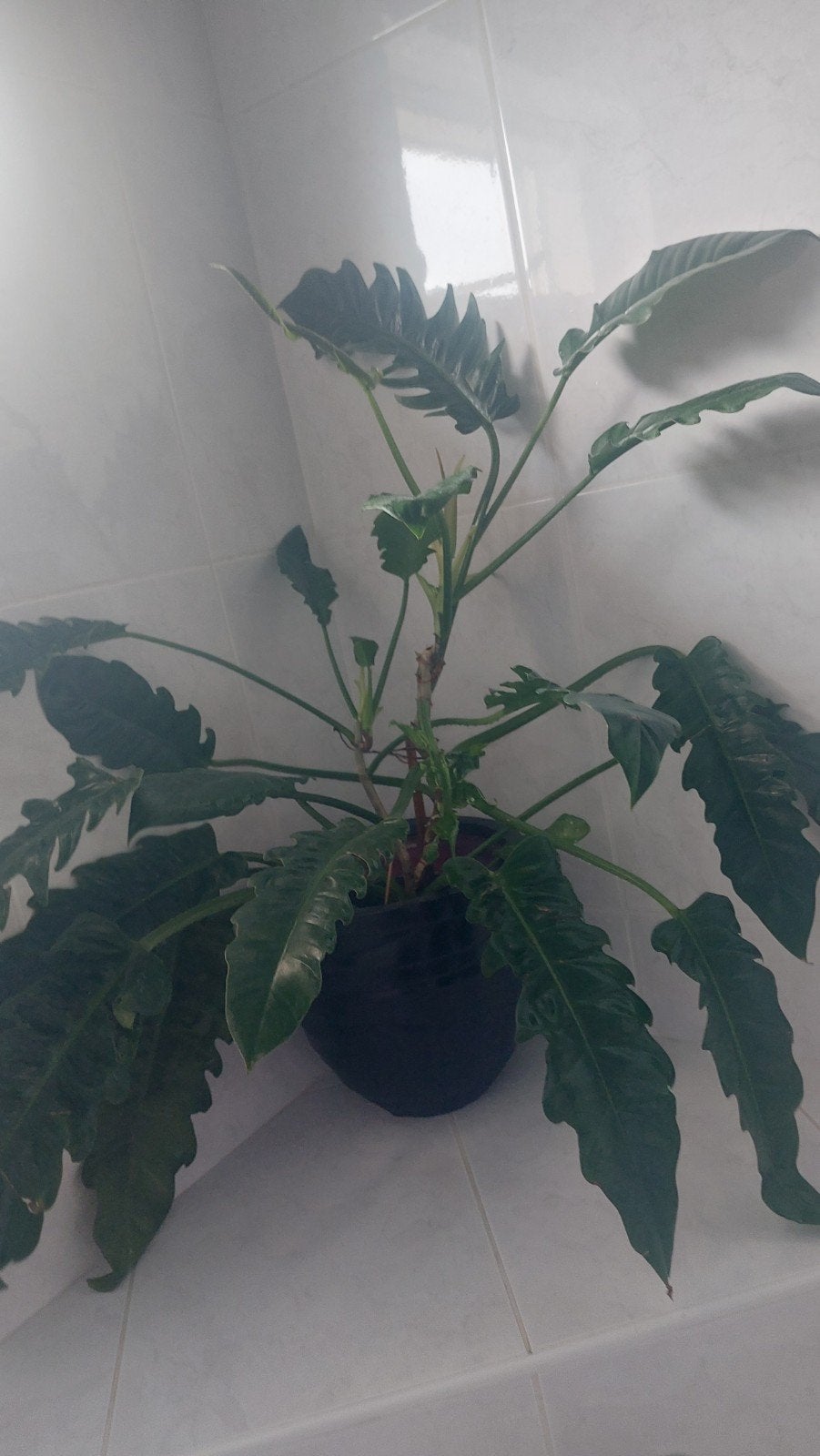 Philodendron narrow, Huis en Inrichting, Kamerplanten, Ophalen