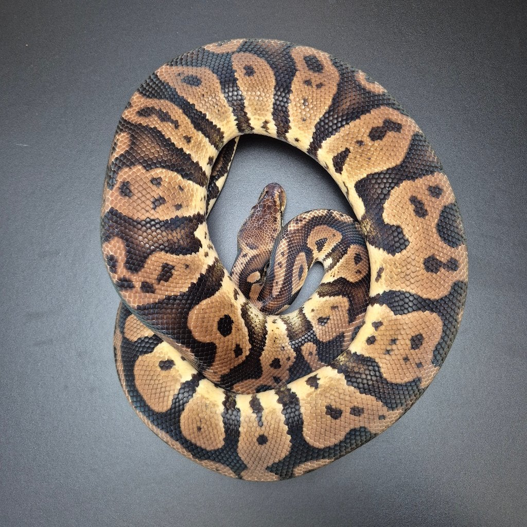 pastel confusion p. regius. Ball Python - unknown for sale from Roundhog serpents