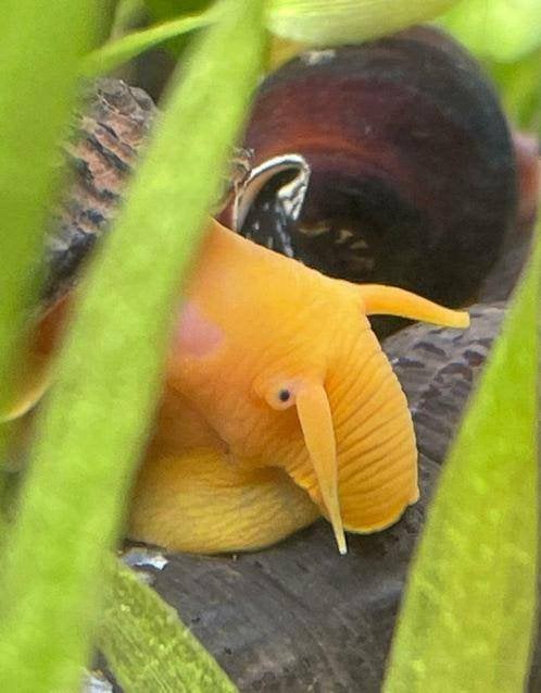 Tylomelania sp. Orange rabbit snail-Sulawesi 3-6 cm, Dieren en Toebehoren, Slak of Weekdier, Zoetwatervis, Schoolvis