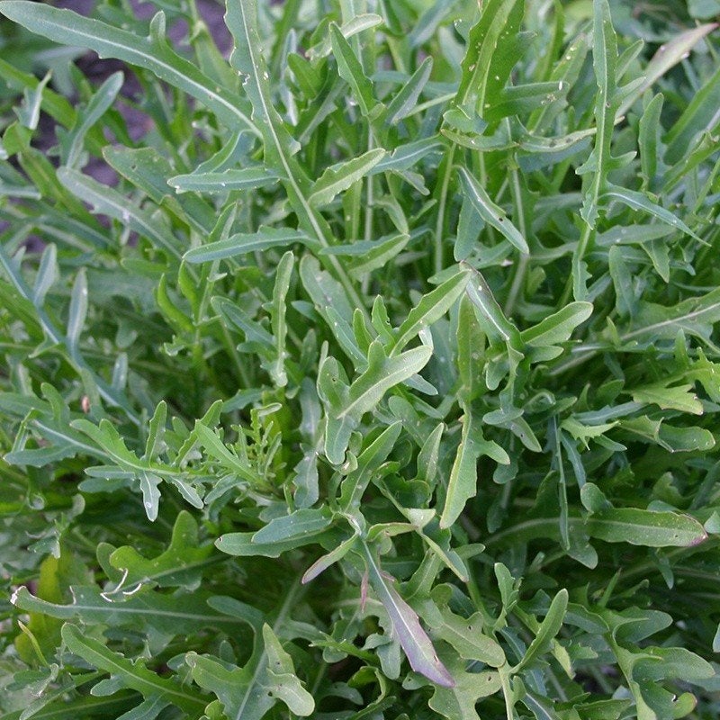 Uit de biologische moestuin: Rucola, zaden., Ophalen of Verzenden, Gehele jaar, Halfschaduw, Zaad
