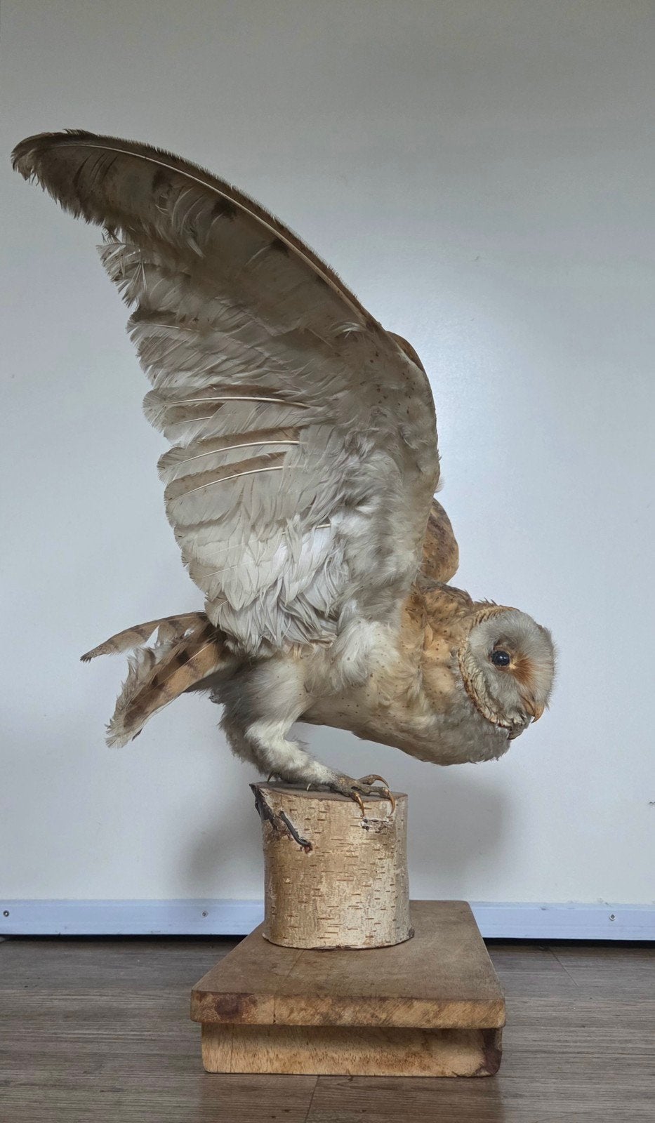 Prachtige Kerkuil Taxidermie - Uniek Stuk, Ophalen of Verzenden, Gebruikt