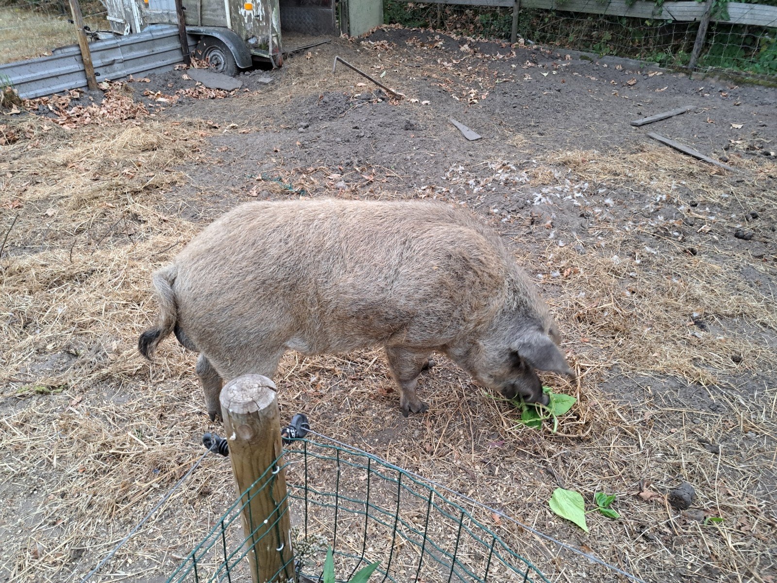 dekbeer, Mannelijk, Varken, 3 tot 5 jaar