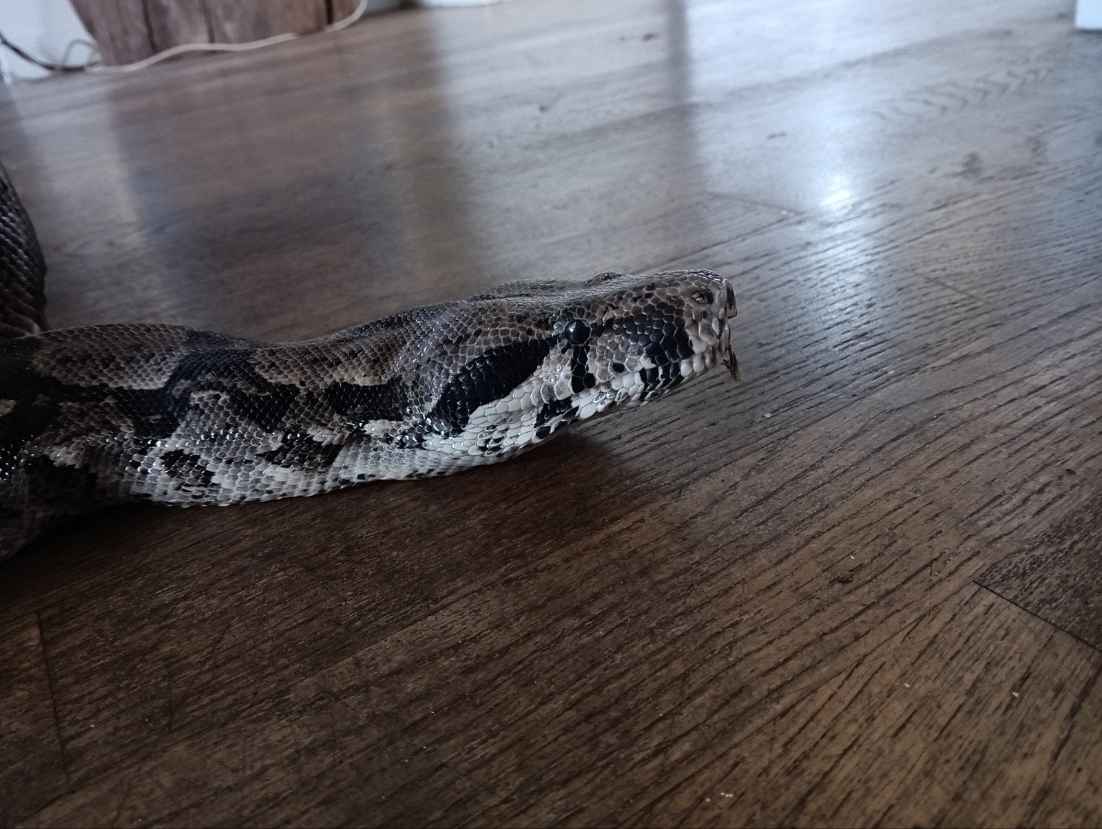 grote boa constrictor, evt met terrarium, complete hobby. Boa Constrictor photo 2
