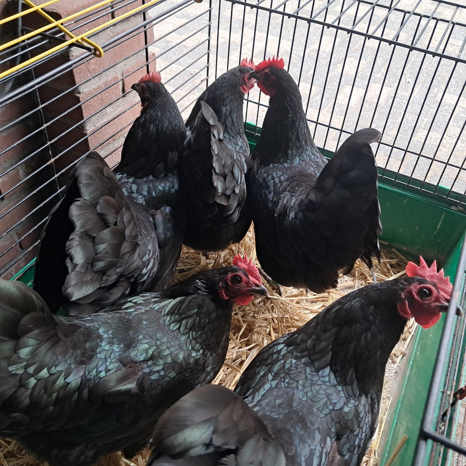 Australorp krielkippen., Dieren en Toebehoren, Pluimvee, Vrouwelijk, Kip