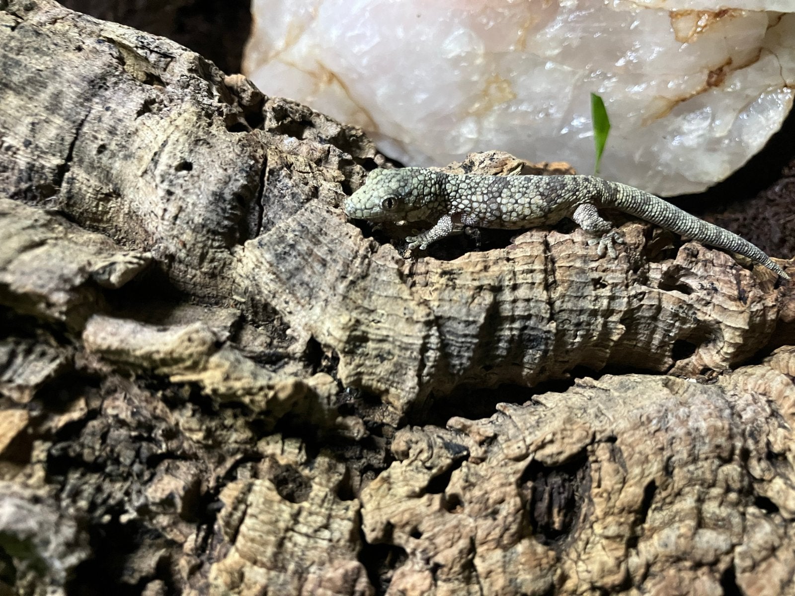 Eurydactylodis Occidentalis - Kameleon Gekko, Hagedis, 0 tot 2 jaar