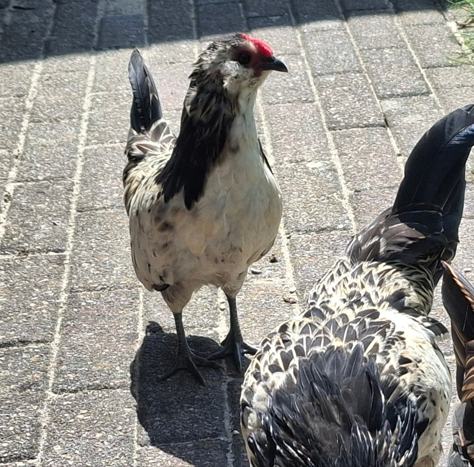 antwerpse baardkriel zilverkwartel haan, Dieren en Toebehoren, Pluimvee, Mannelijk, Kip