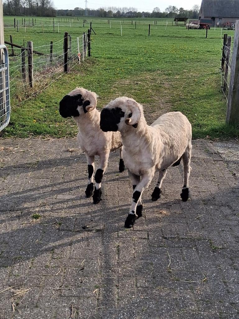 Walliser Schwarznase Rammen, Mannelijk, Schaap, 0 tot 2 jaar