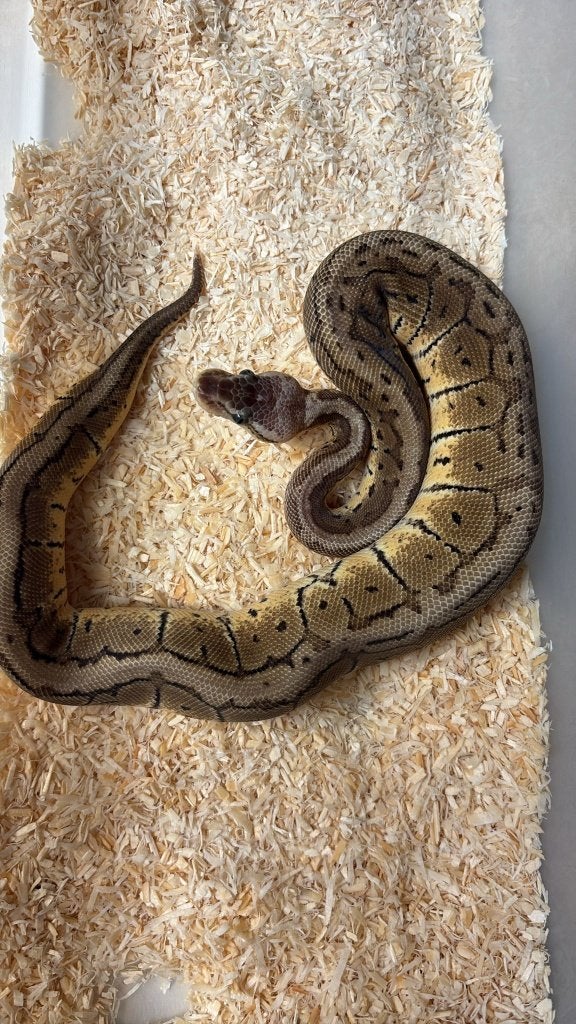 Ballpython - Pastel pinstripe - 1.0 - 2025 Ball Python - male for sale from Aquadeco