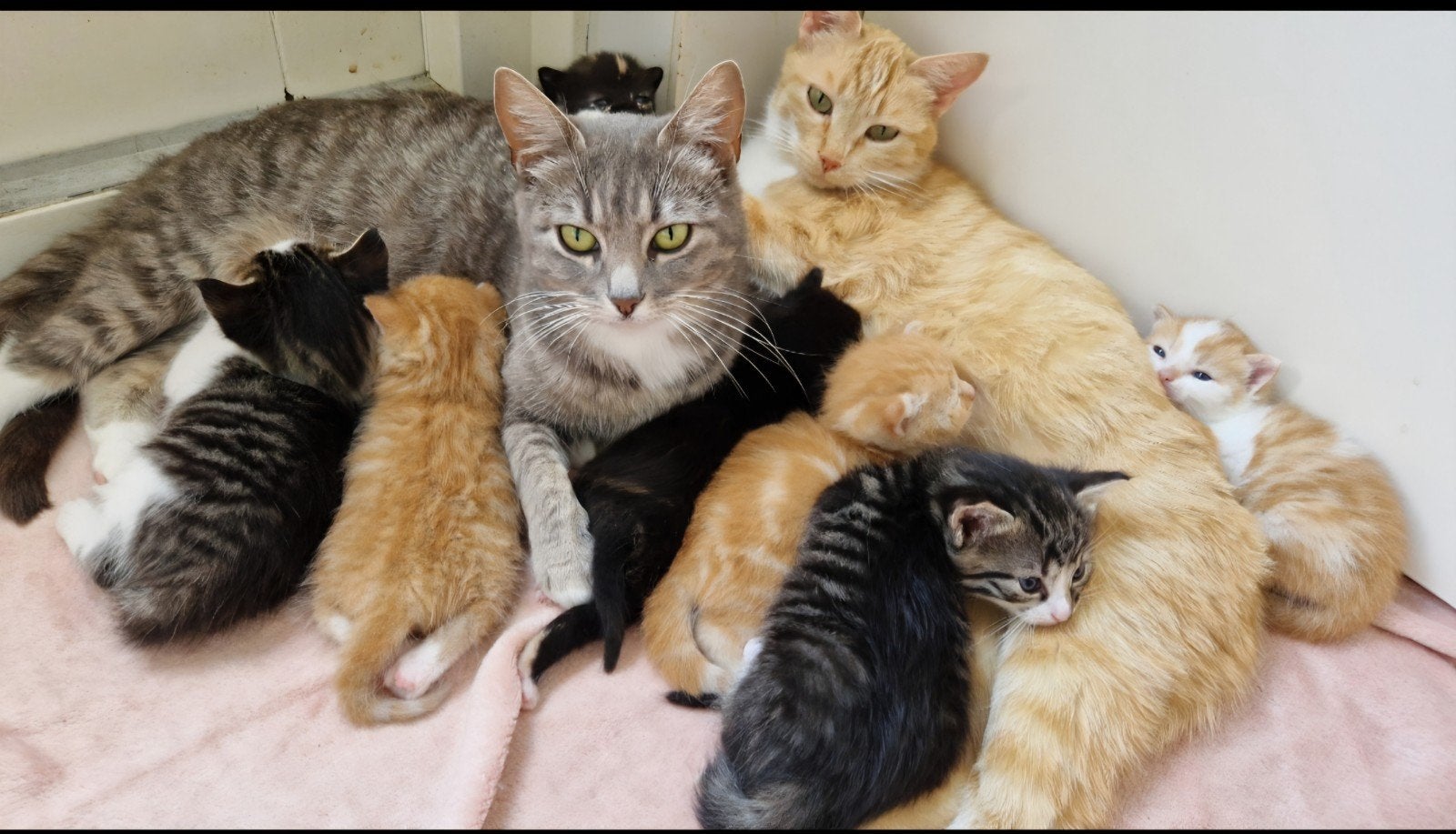Hele mooie kittens van kruising Ragdoll en kruising Brits KH, Meerdere dieren, Ontwormd, 0 tot 2 jaar