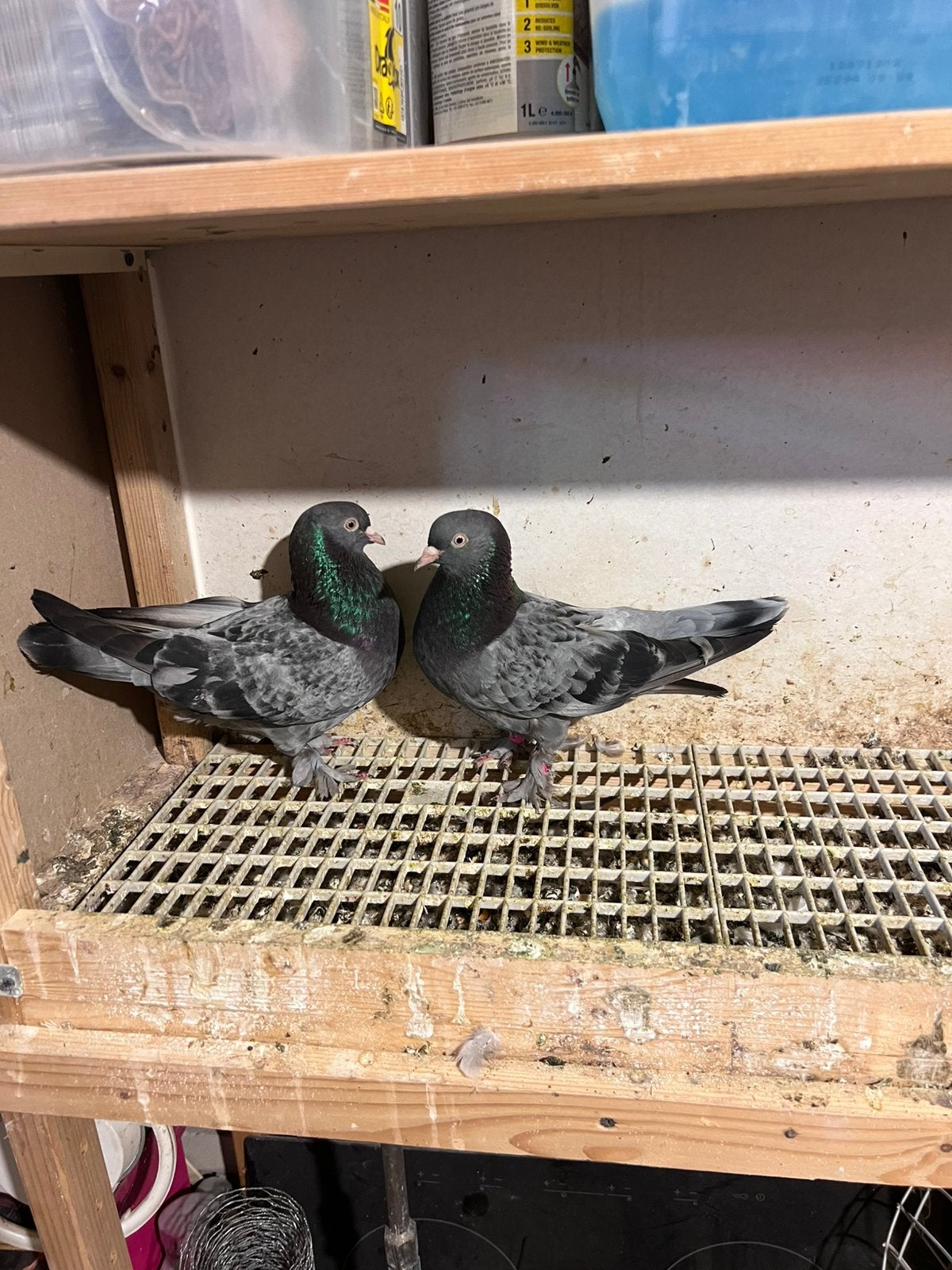Takla duiven, Meerdere dieren, Overige soorten