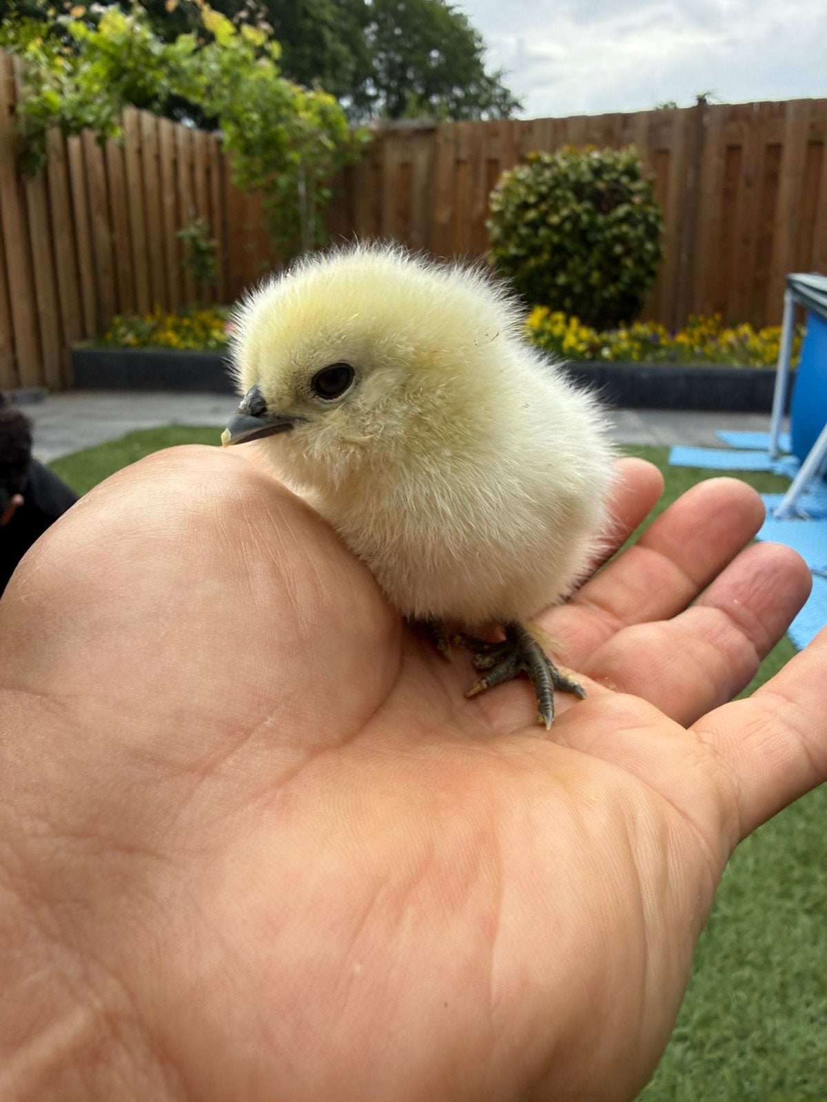 USA zijdehoen kuikens, Dieren en Toebehoren, Pluimvee, Geslacht onbekend, Kip