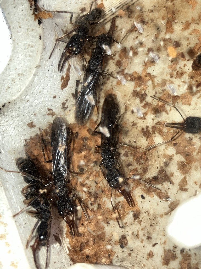Harpegnathos venator - mieren, Mieren