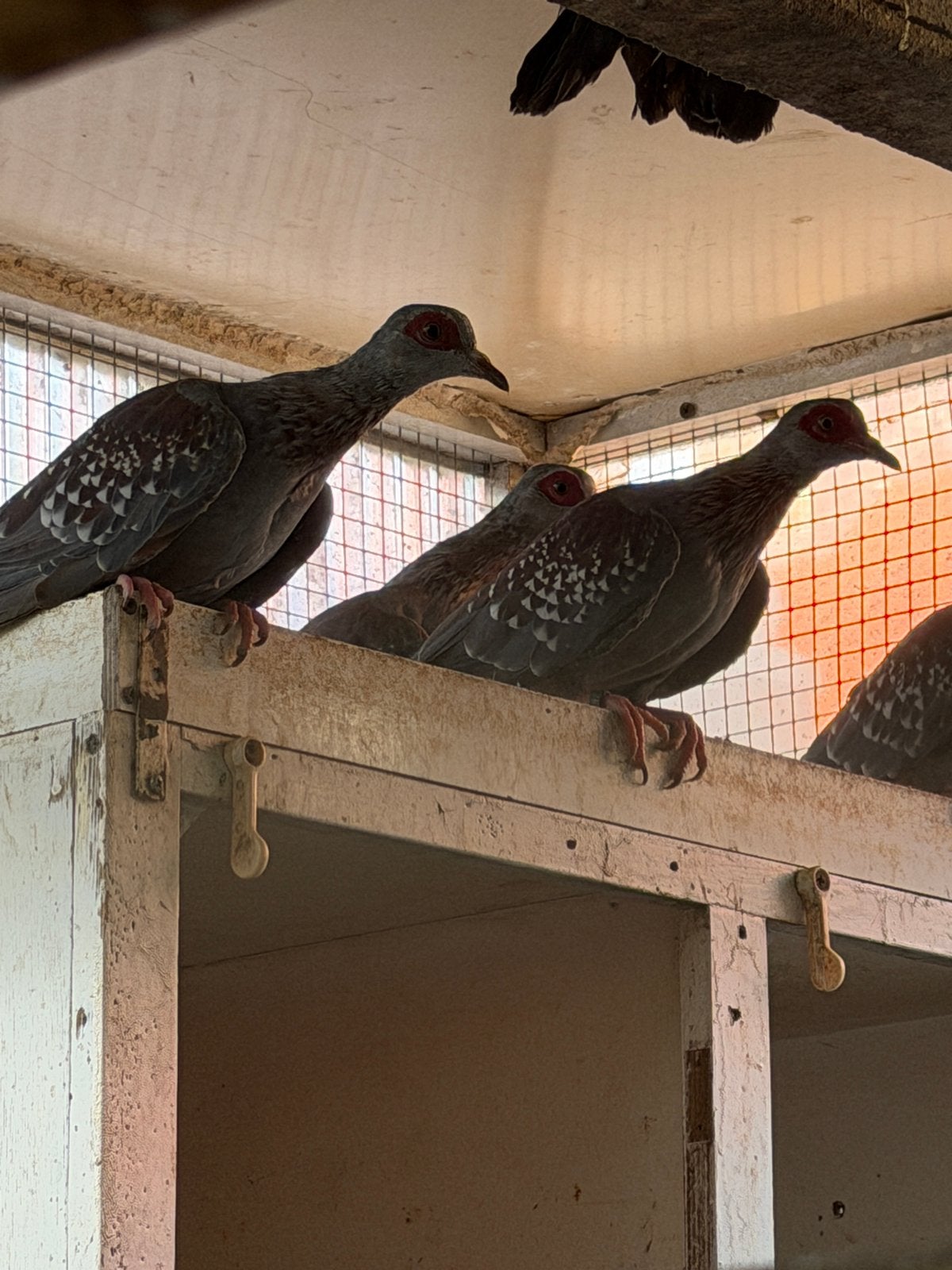Koppel guineaduif te koop, Dieren en Toebehoren