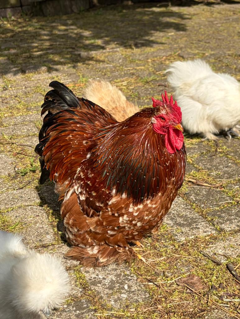 Cochin kriel haan 1,5kaar oud ingeeint, Dieren en Toebehoren, Pluimvee, Mannelijk, Kip