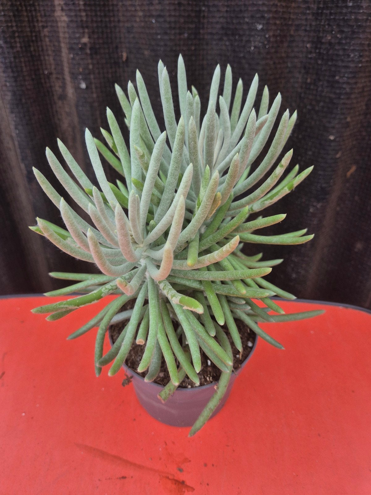 Senecio Scaposus p13, Huis en Inrichting, Ophalen of Verzenden, Halfschaduw, Minder dan 100 cm