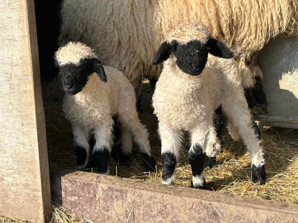Walliser Schwarznase rammen, Dieren en Toebehoren, Mannelijk, Schaap, 0 tot 2 jaar