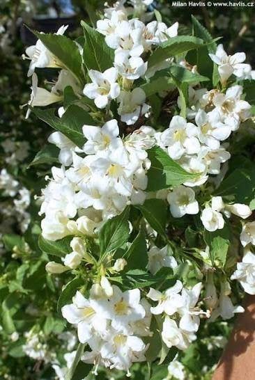 Winterklare Weigela 'Bristol Snowflake' in pot!, Ophalen, Overige soorten, Minder dan 100 cm