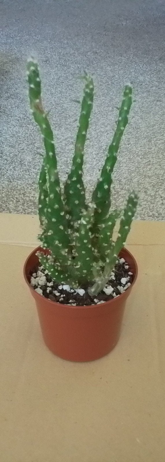 cactus plantje, Huis en Inrichting, Ophalen of Verzenden, Cactus, Volle zon, Minder dan 100 cm