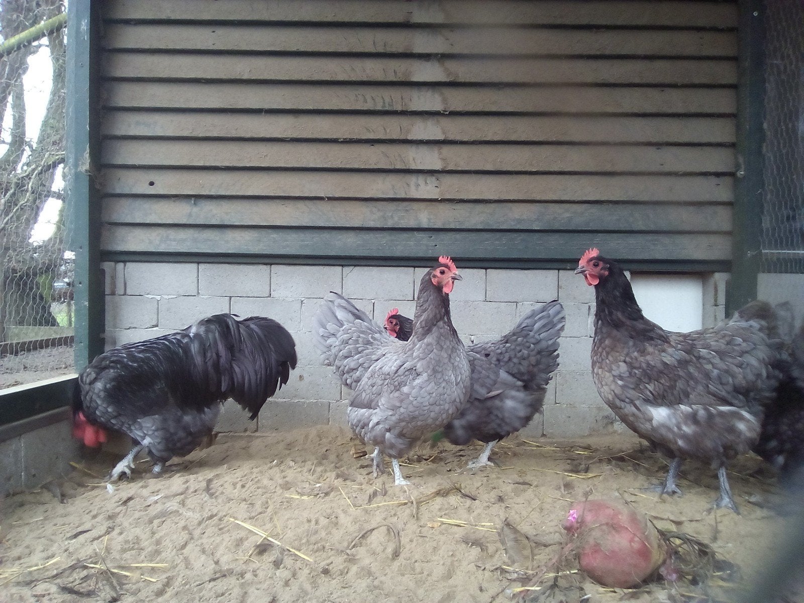 Kippen, Dieren en Toebehoren, Pluimvee, Meerdere dieren, Kip