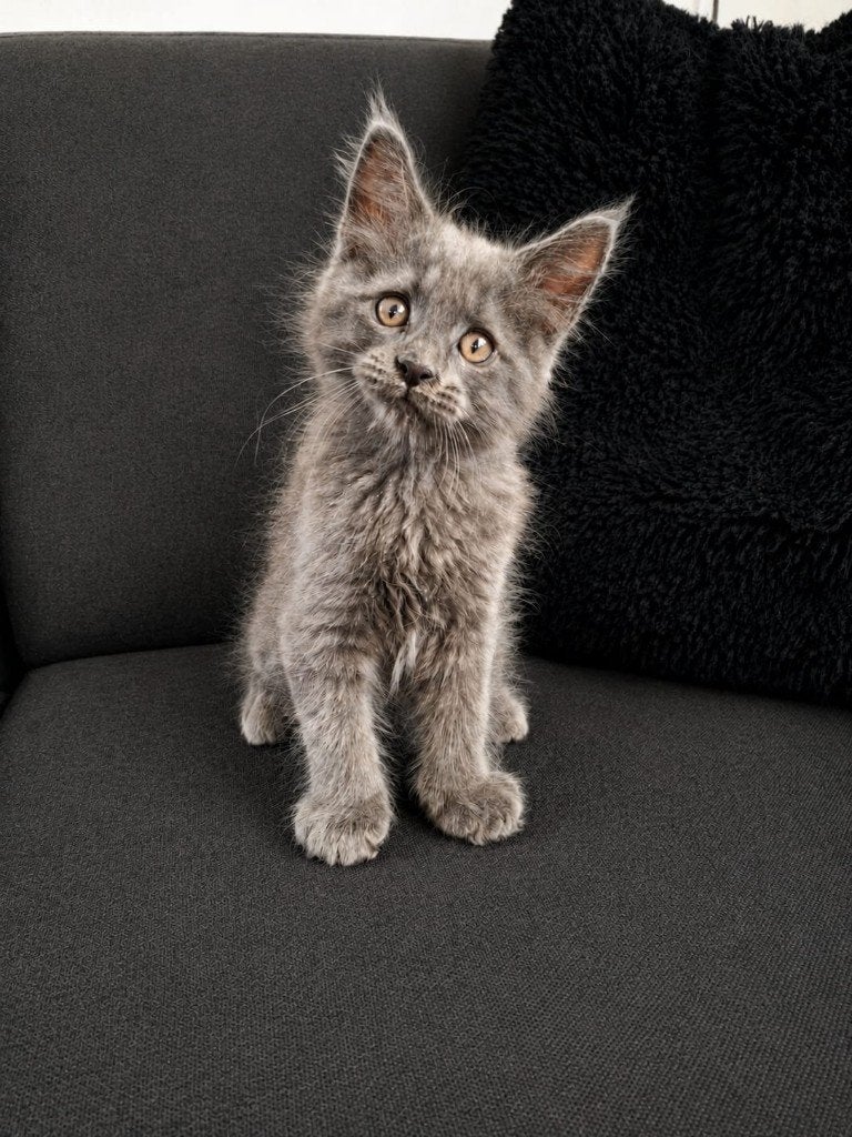 Raszuivere Maine Coon kittens, Meerdere dieren, Gechipt, 0 tot 2 jaar