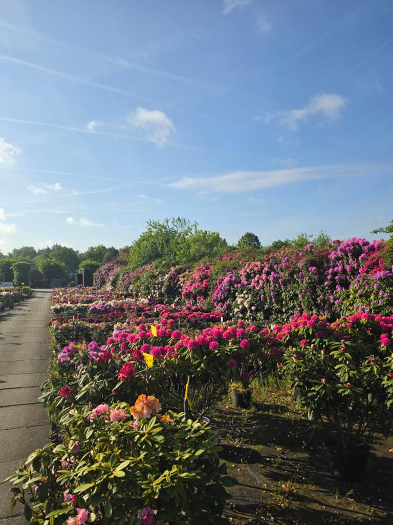 MEGA UITVERKOOP Rhododendrons 40/50cm, Ophalen, Rhododendron, Minder dan 100 cm