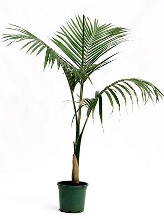 10x Archontophoenix alexandrae palmboom zaad, ook verzenden, Ophalen, Gehele jaar, Volle zon, Zaad