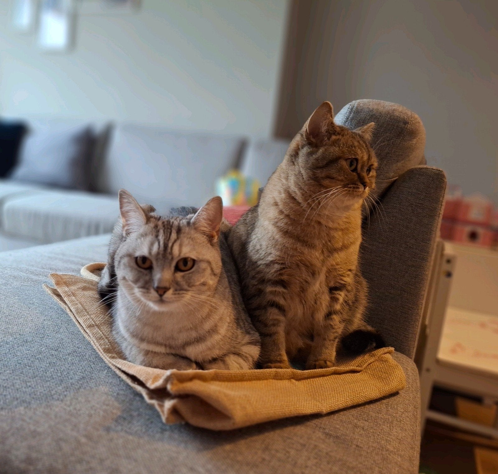 Briste Korthaar Zilver en Gold Tabby, Dieren en Toebehoren, Poes, Gechipt, 0 tot 2 jaar