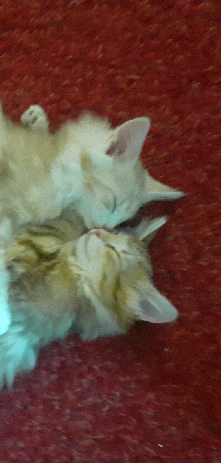 Noorse boskat kittens met ned.stamboom, Dieren en Toebehoren