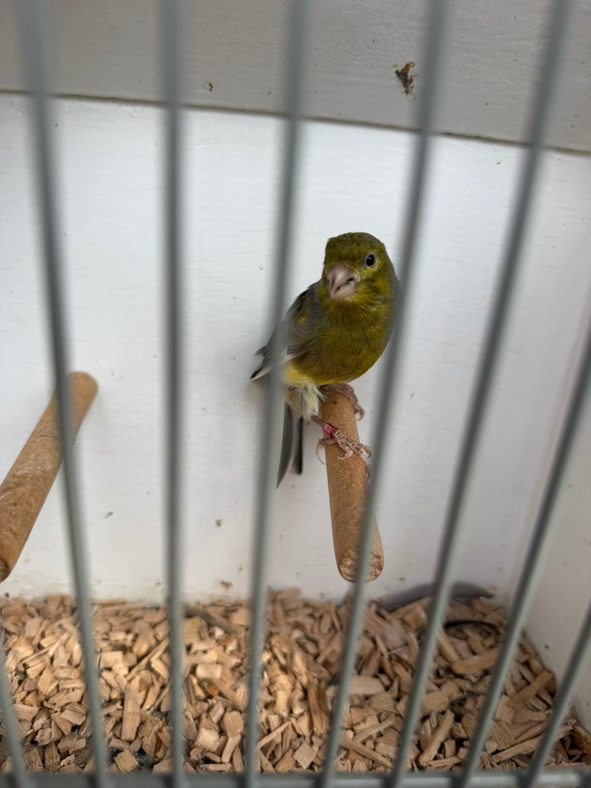 Timbrado man, Mannelijk, Wildzangvogel, Geringd