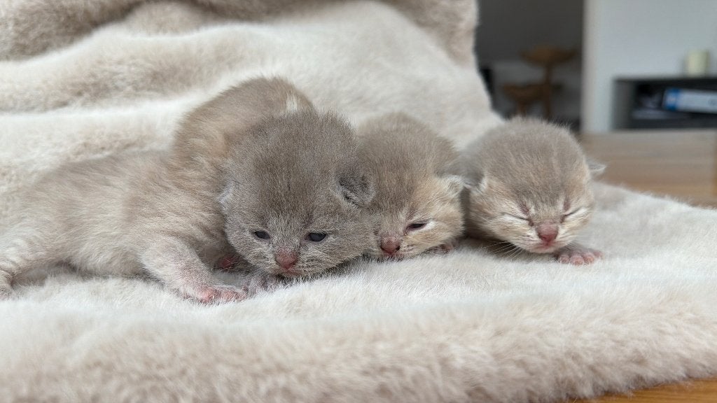 Britse Korthaar Kittens BKH Lilac Fawn DUITSLAND, Meerdere dieren, Ontwormd, 0 tot 2 jaar