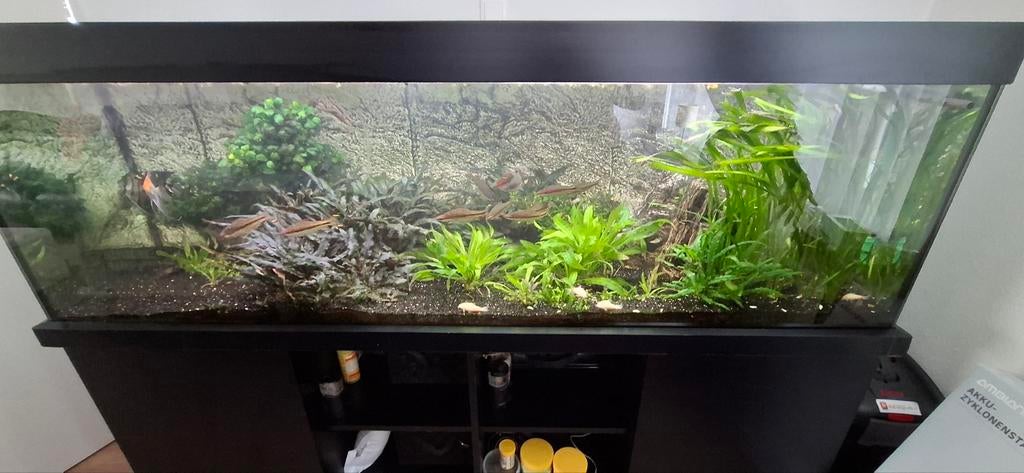 Aquarium 200x60x60 incl alles. Vissen planten pomp lampen, Ophalen, Gevuld zoetwateraquarium