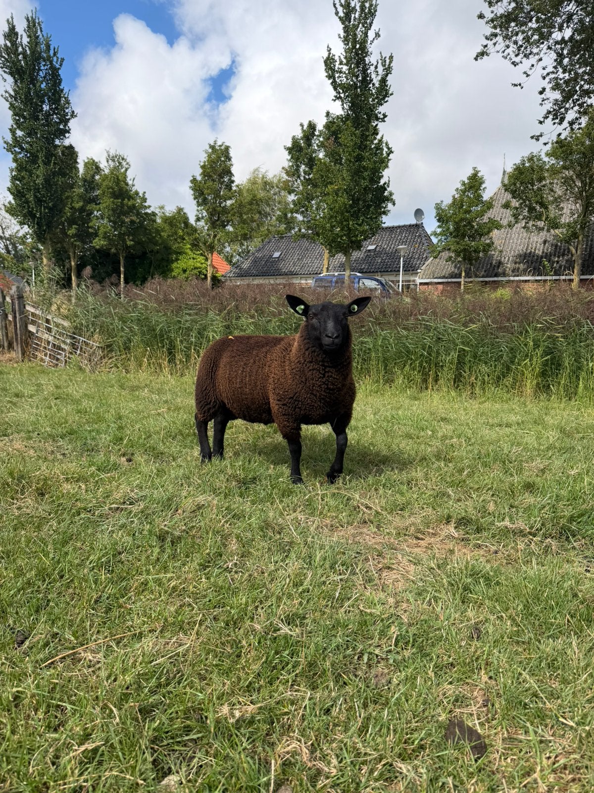 Dassenkop dekram, Mannelijk, Schaap, 0 tot 2 jaar