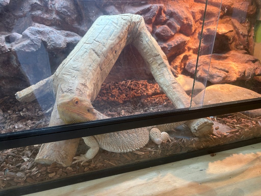 Baardagaam met terrarium,, Hagedis, Met terrarium, 0 tot 2 jaar