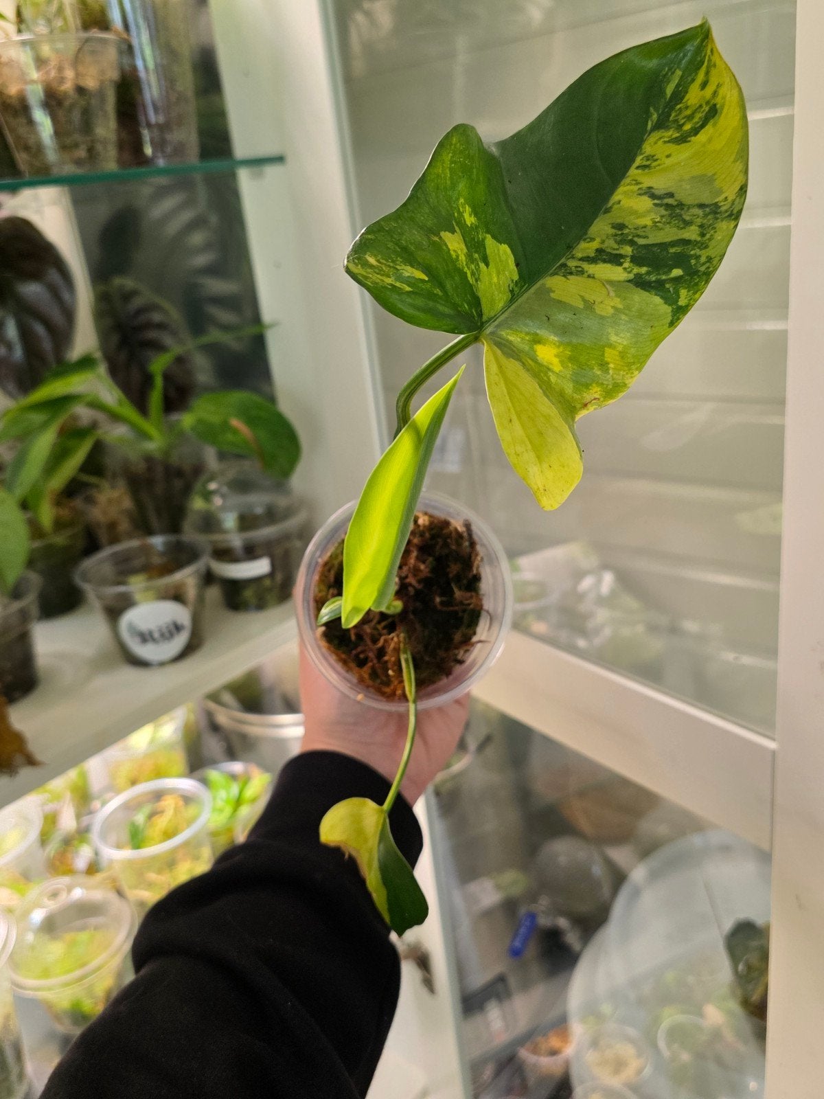 Philodendron bipennifolium Violin varigata, Ophalen of Verzenden, Halfschaduw, Minder dan 100 cm