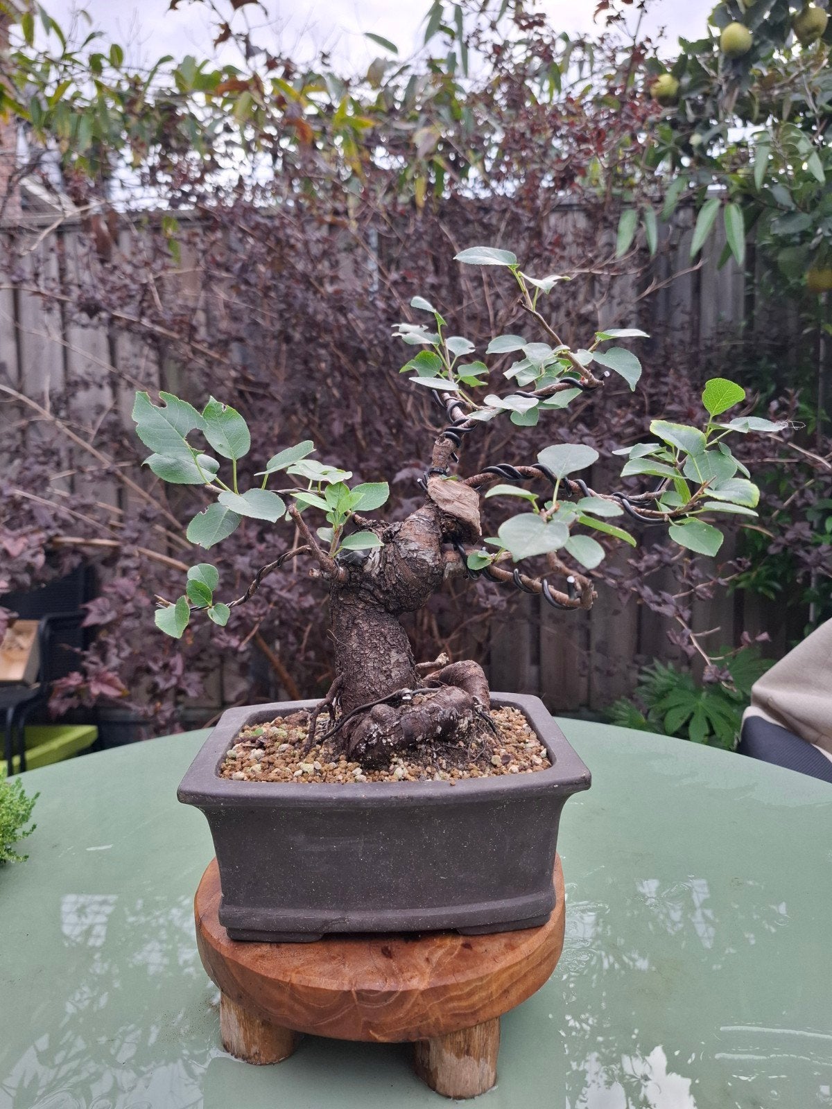Prunus mahaleb shohin bonsai, Ophalen, Bloeit niet, Halfschaduw, Overige soorten