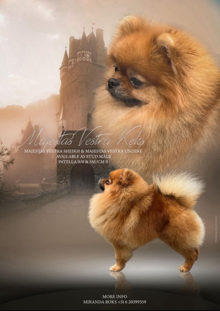 Pomeranian dwergkees dekreu (not for sale), Reu, Parvo, Eén hond, 3 tot 5 jaar